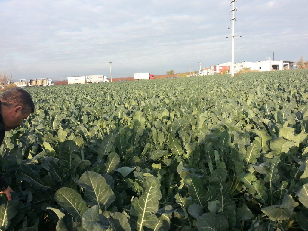 brokoli